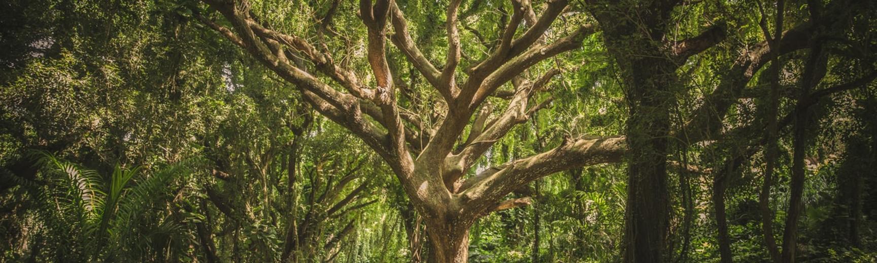 Deep green forest with large tree in the middle