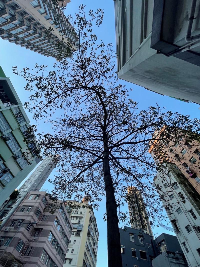 Jenny hong kong looking up at a tree between high rise buildings